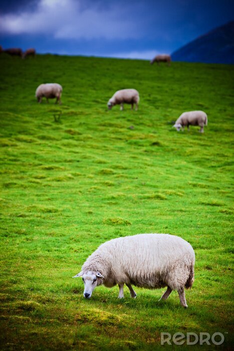 Fotobehang Bergdieren schapen in de wei