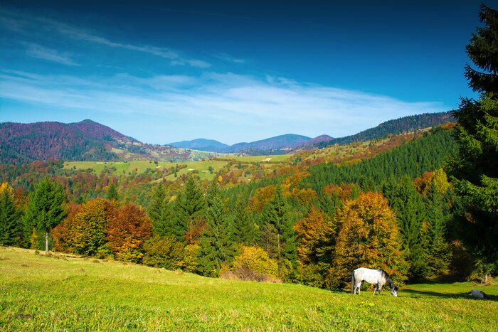 Fotobehang Bergen bossen en paarden