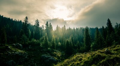 Fotobehang Berglandschap met bomen