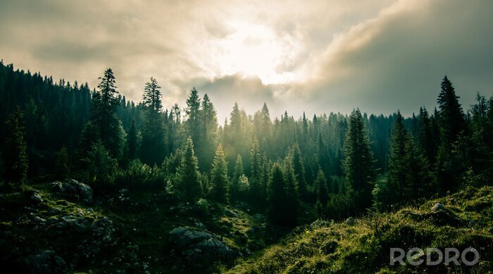 Fotobehang Berglandschap met bomen