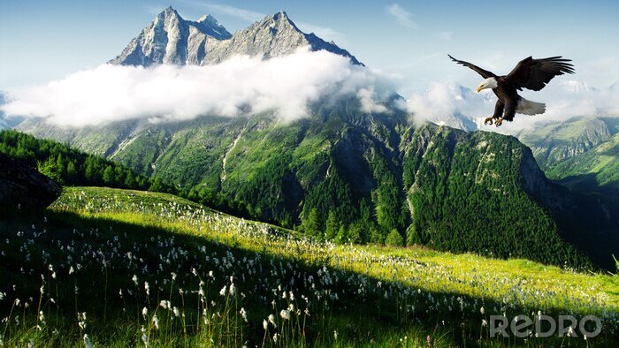 Fotobehang Berglandschap met een adelaar
