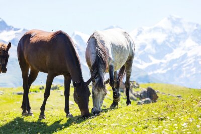 Fotobehang Berglandschap met paarden