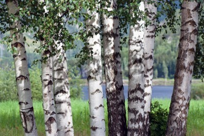 Fotobehang Berken aan het water