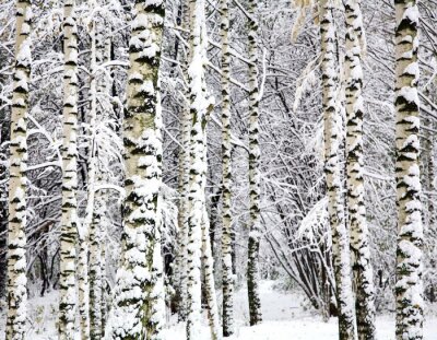 Fotobehang Berken bedekt met sneeuw