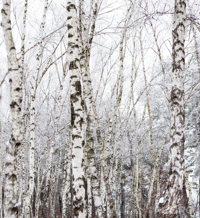 Fotobehang Berken bedekt met sneeuw