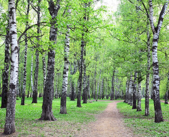 Fotobehang Berken bij een pad