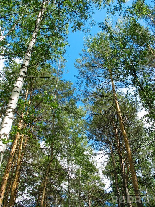 Fotobehang Berken en dennen toppen tegen de blauwe hemel