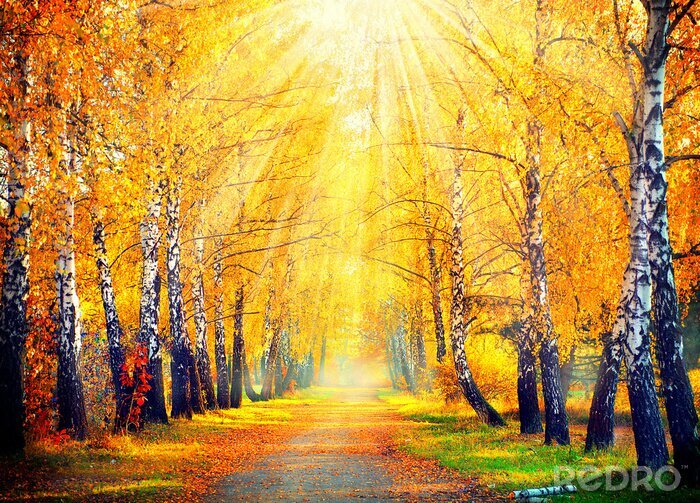 Fotobehang Berken en gouden herfst