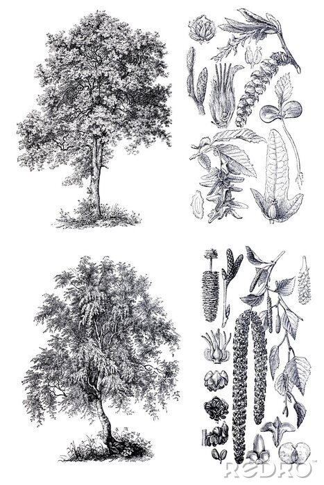 Fotobehang Berken en haagbeuken