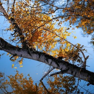 Fotobehang Berken en herfstbladeren