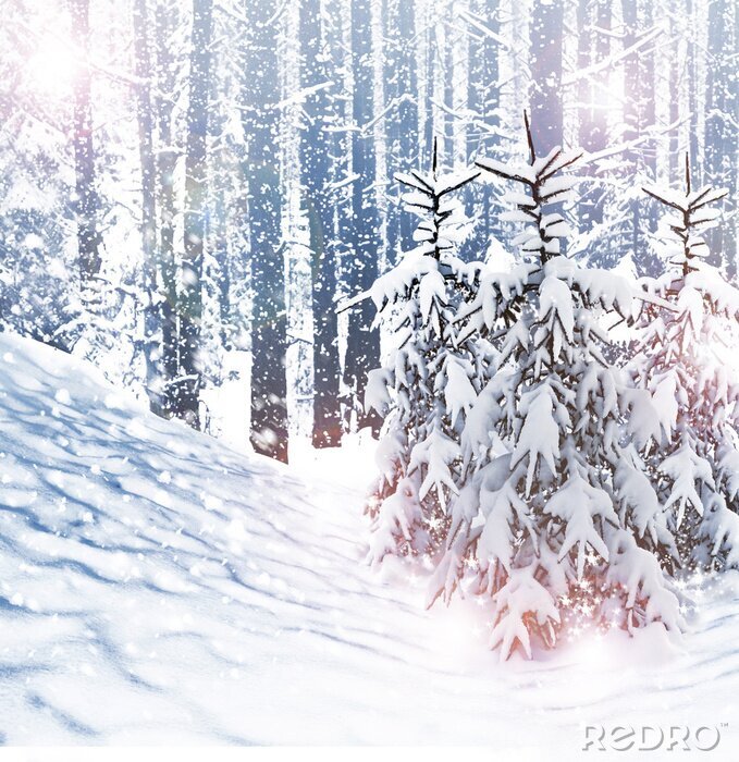 Fotobehang Berken en kerstbomen in de winter