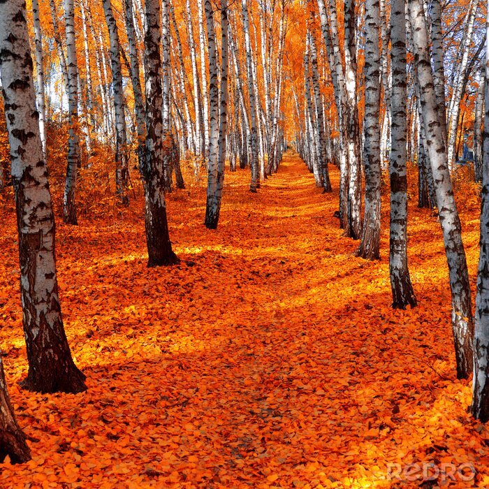 Fotobehang Berken en oranje bladeren