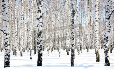 Fotobehang Berken en sneeuw