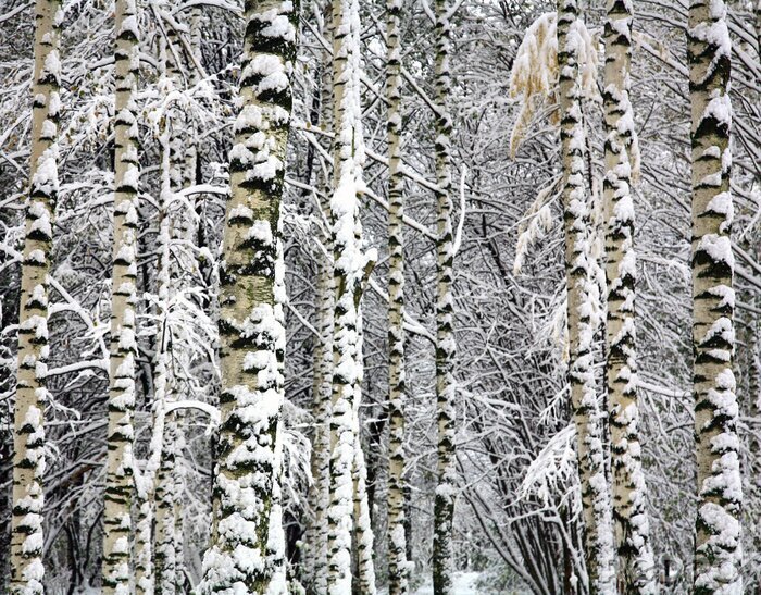 Fotobehang Berken en twijgen in de sneeuw