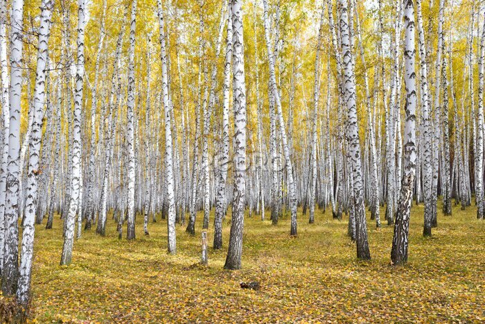 Fotobehang Berken in de herfst