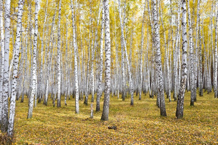 Fotobehang Berken in de herfst
