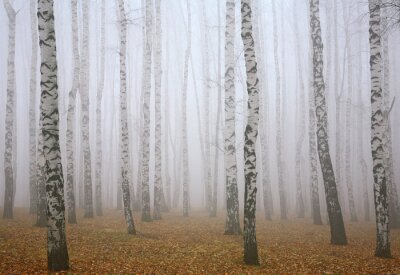 Berken in de mist in het bos