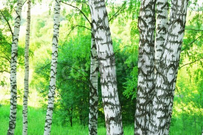 Fotobehang Berken in een bos in de ochtend