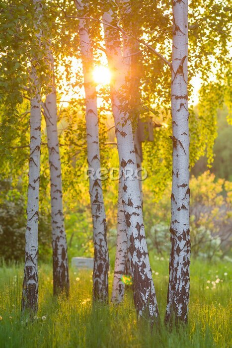 Fotobehang Berken in het bos in de zomer