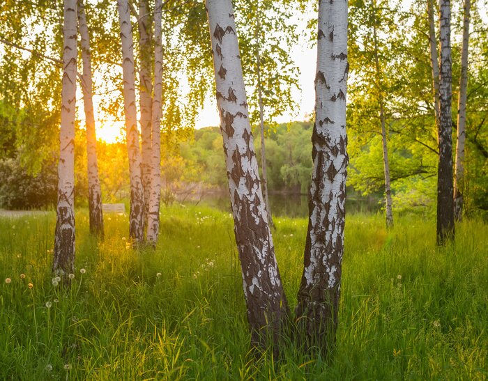 Fotobehang Berken in het bos in de zomer