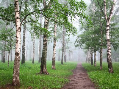 Fotobehang Berken in mist en een pad