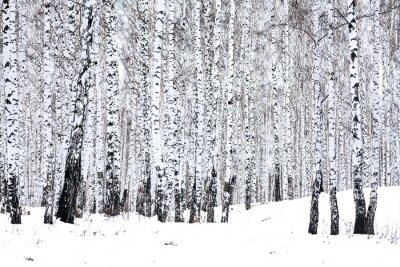 Fotobehang Berkenbomen in de winter