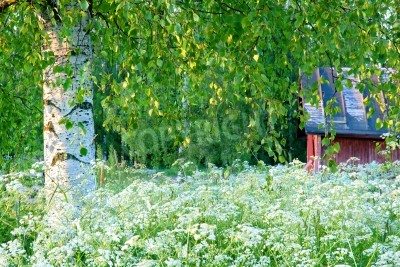 Fotobehang Berkenboom en witte bloemen