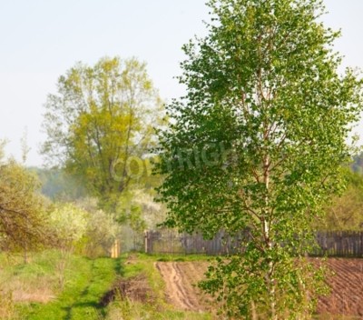 Fotobehang Berkenboom op de achtergrond van een veld