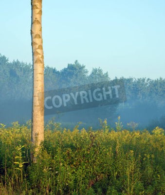 Fotobehang Berkenboom op een achtergrond van bos