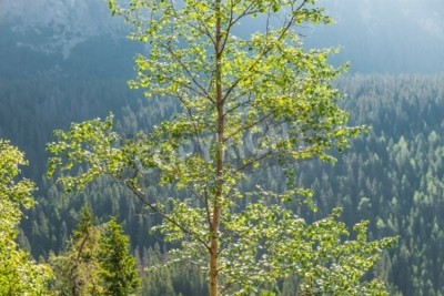 Fotobehang Berkenboom op een bergtop