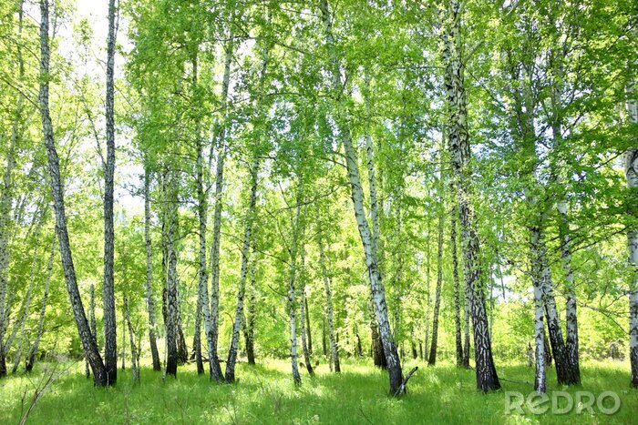 Fotobehang Berkenbos