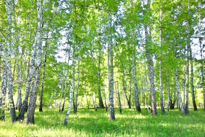 Fotobehang Berkenbos in de lente