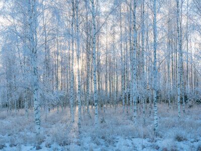 Fotobehang Berkenbos in de sneeuw