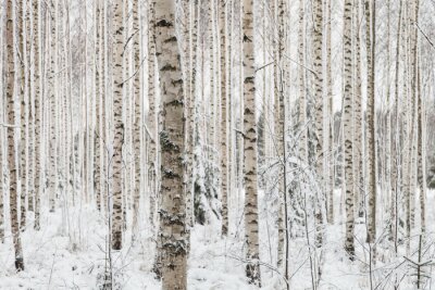Fotobehang Berkenbos in de winter
