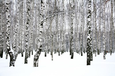 Fotobehang Berkenbos in de winter