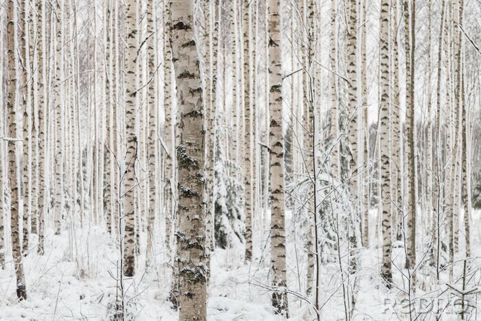Fotobehang Berkenbos in de winter