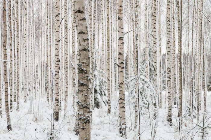 Fotobehang Berkenbos in de winter