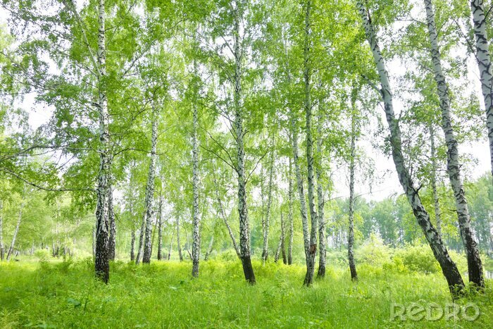Fotobehang Berkenbos in de zomer