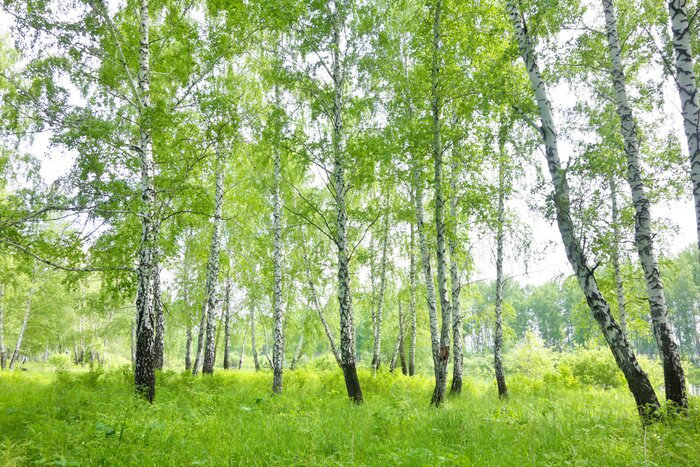 Fotobehang Berkenbos in de zomer