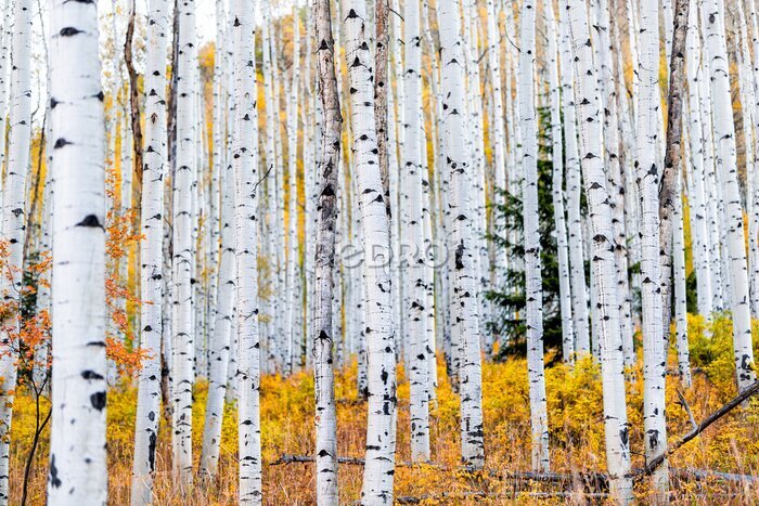 Fotobehang Berkenbos in herfstlandschap