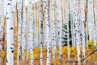 Fotobehang Berkenbos in herfstlandschap