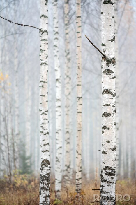 Fotobehang Berkenbos in zomerse kleuren