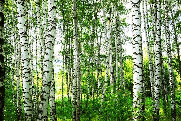 Fotobehang Berkenbos midden in de zomer
