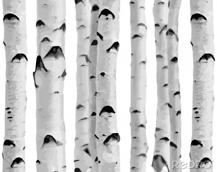 Fotobehang Berkenbos op een witte achtergrond