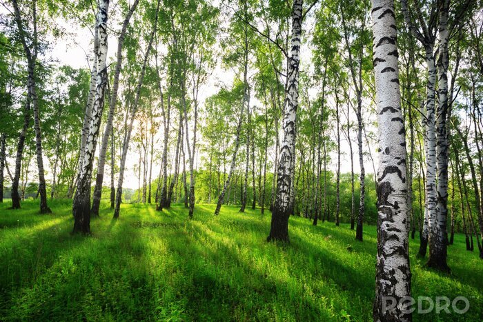Fotobehang Berkenbos op een zonnige ochtend