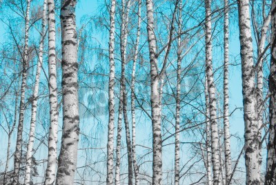 Fotobehang Berkenstammen in de winter