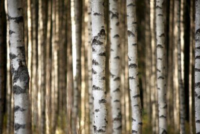 Fotobehang Berkenstammen in het bos