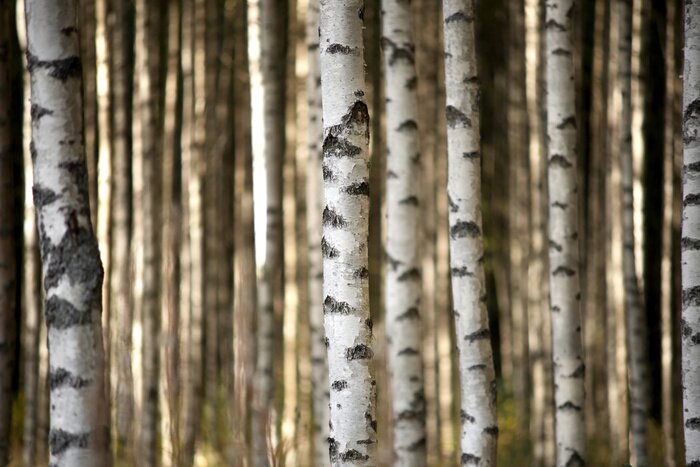 Fotobehang Berkenstammen in het bos