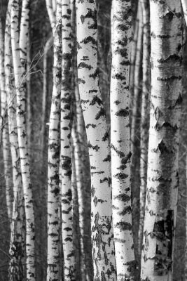 Fotobehang Berkenstammen van dichtbij