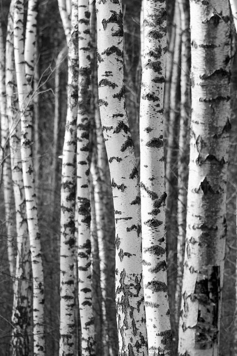 Fotobehang Berkenstammen van dichtbij